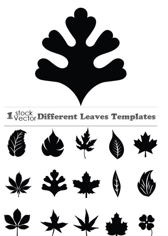 Different Leaves Templates Vector