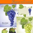 Vectores Grapes and Wine Vinos y Uvas