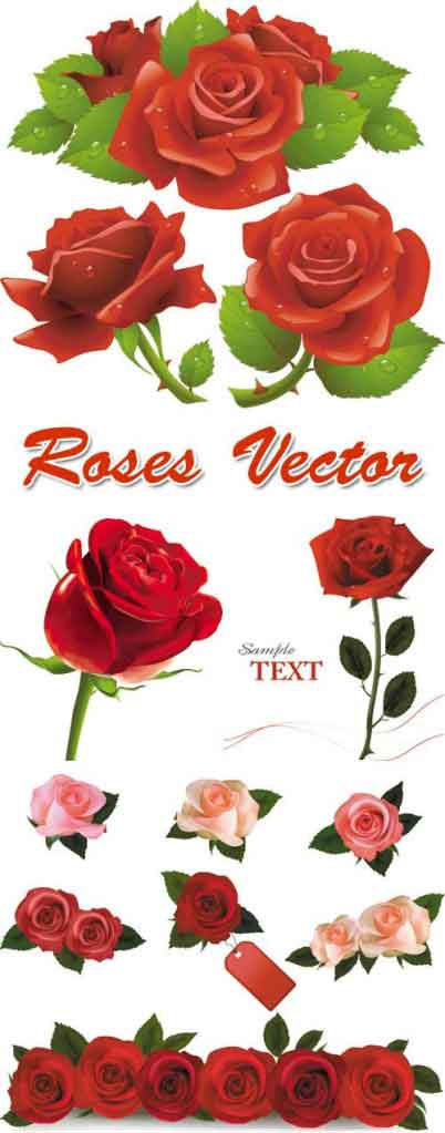 Vectores Roses Rosas